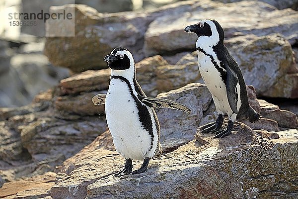 Afrikanische Pinguine (Spheniscus demersus)  adult  Paar  am felsigen Strand  Betty's Bay  Stony Point Nature Reserve  Westkap  Südafrika  Afrika