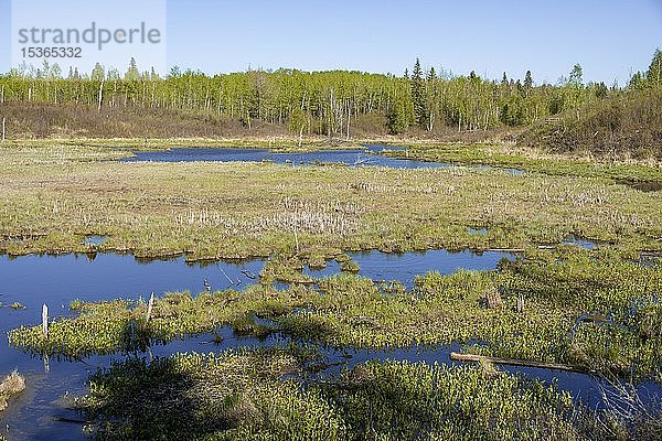 Feuchtgebiet  Elk Island National Park  Alberta  Kanada  Nordamerika