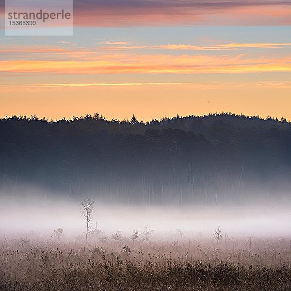 Nebliges Moor in der Dämmerung  Großes Serrahner Moor  Müritz-Nationalpark  Landkreis Serrahn  Mecklenburg-Vorpommern  Deutschland  Europa