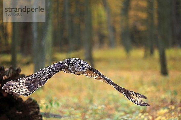 Uhu (Bubo bubo)  adult  fliegt über Waldboden  Slowakei  Europa