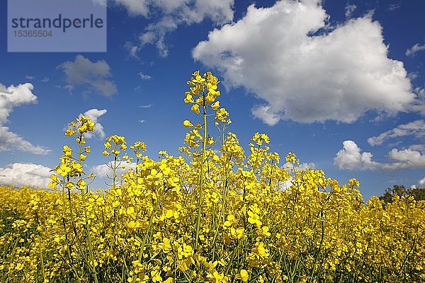 Blühender Raps (Brassica napus)  Feld  blauer Himmel mit Schönwetterwolken  Schleswig-Holstein  Deutschland  Europa