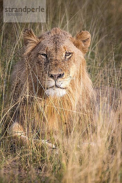 Afrikanischer Löwe (Panthera leo)  männlich  im Gras liegend  Klaserie Nature Reserve  Südafrika  Afrika