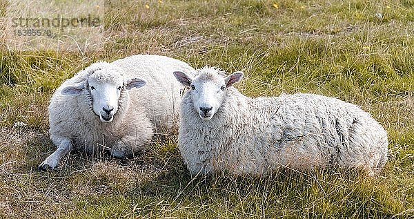 Zwei Schafe auf der Wiese  Otago Peninsula  Dunedin  Neuseeland  Ozeanien