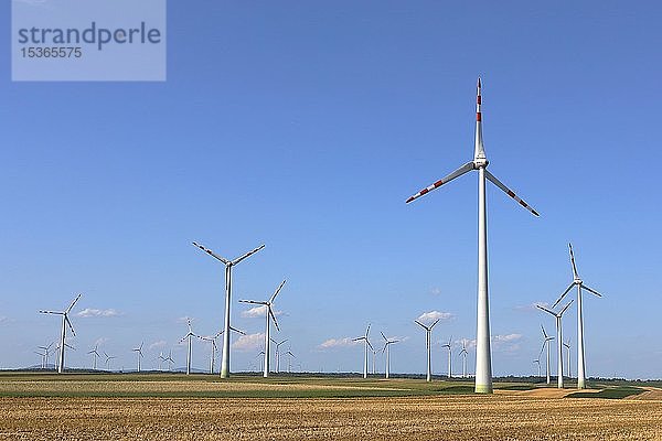 Windkraftanlagen  Windpark zwischen Getreidefeldern  Mönchhof  Burgenland  Österreich  Europa