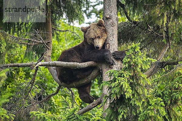 Europäischer Braunbär (Ursus arctos) sitzend in einem Baum  Nationalpark Bayerischer Wald  Bayern  Deutschland  Europa