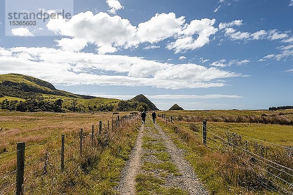 Landstraße nach Wickliffe Bay  Otago Peninsula  Dunedin  Neuseeland  Ozeanien