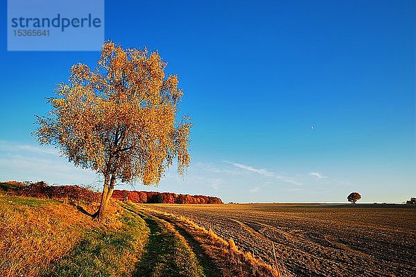 Feldlandschaft im Herbst  gepflügtes und geeggtes Feld  Birke (Betula) in Herbstfärbung  bei Hermsdorf  Thüringen  Deutschland  Europa
