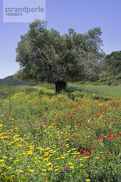 Olivenbäume und Blumenwiese  Halbinsel Dipkarpaz  Famagusta  Türkische Republik Nordzypern  Zypern  Europa