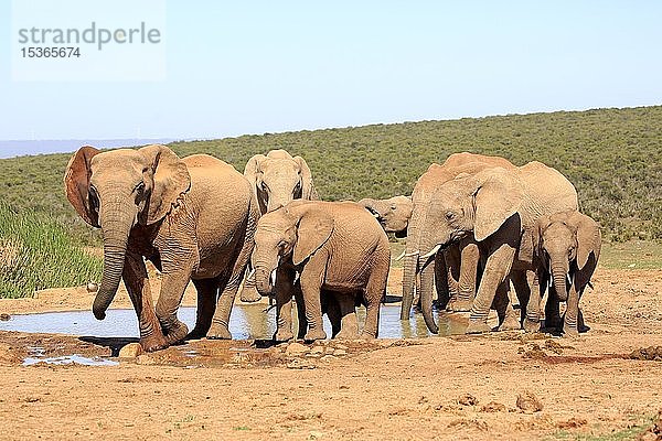 Afrikanische Elefanten (Loxodonta africana)  Herde  erwachsene Tiere und Jungtiere beim Trinken am Wasserloch  Gruppe  Addo Elephant National Park  Ostkap  Südafrika  Afrika