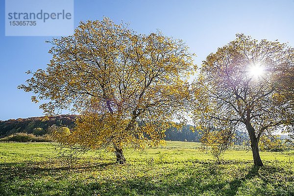 Persischer Walnussbaum (Juglans regia)  gelb verfärbte Bäume im Herbst  Thüringen  Deutschland  Europa