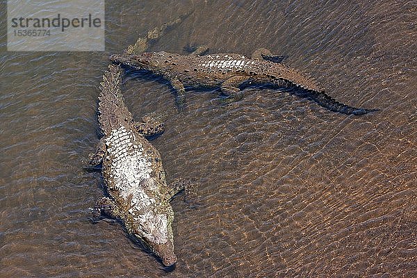 Amerikanische Krokodile (Crocodylus acutus) ruhen im Wasser  Rio Tarcoles  Carara-Nationalpark  Provinz Puntarenas  Costa Rica  Mittelamerika