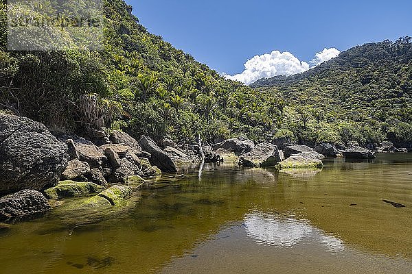 Regenwald am Kohaihai-Fluss  Beginn des Heaphy-Tracks  Great Walk  Kahurangi-Nationalpark  Karamea  Region Westküste  Südinsel  Neuseeland  Ozeanien