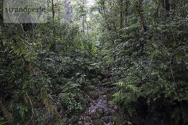 Encantado Trail  steiniger Wanderweg durch dichte Vegetation im Nebelwald  Reserva Bosque Nuboso Santa Elena  Provinz Guanacaste  Costa Rica  Mittelamerika