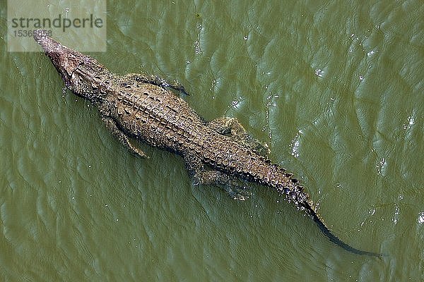Amerikanisches Krokodil (Crocodylus acutus) schwimmt im Wasser  von oben  Rio Tarcoles  Carara National Park  Provinz Puntarenas  Costa Rica  Mittelamerika