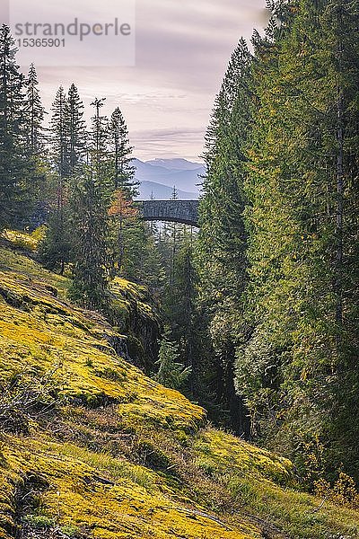 Brücke über die Schlucht  Stevens Canyon  Mount Rainier National Park  Washington  USA  Nordamerika