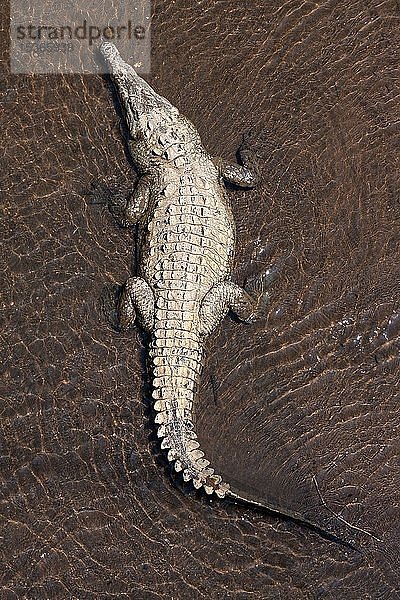 Amerikanisches Krokodil (Crocodylus acutus) ruht im Wasser  von oben  Rio Tarcoles  Carara National Park  Provinz Puntarenas  Costa Rica  Mittelamerika