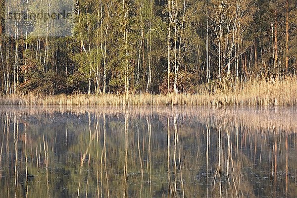 Bäume  die sich im Frühjahr im Wasser spiegeln  Biosphärenreservat Oberlausitzer Heide- und Teichlandschaft  Deutschland  Europa