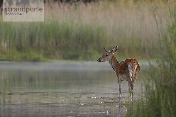 Rothirschkuh (Cervus elaphus)  Lobau  Niederösterreich  Österreich  Europa