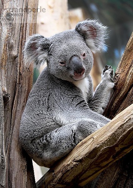 Koala (Phascolarctos cinereus)  in Gefangenschaft  Deutschland  Europa
