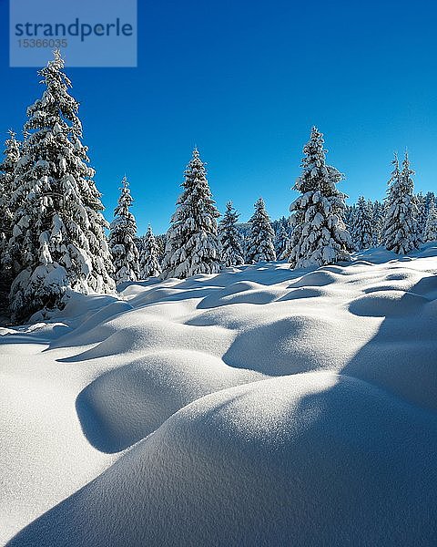 Tief verschneite  unberührte Winterlandschaft im Nationalpark Harz  Buckelwiese  verschneite Fichten (Picea abies)  bei Schierke  Sachsen-Anhalt  Deutschland  Europa