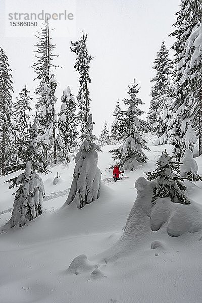 Junge Frau steht im Tiefschnee  Winterwanderung  Tiefschnee im Wald  Brixen im Thale  Tirol  Österreich  Europa