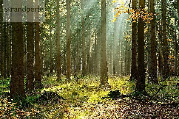Lichtdurchfluteter Fichtenwald im Herbst  die Sonne scheint durch den morgendlichen Dunst  Harz  Sachsen-Anhalt  Deutschland  Europa