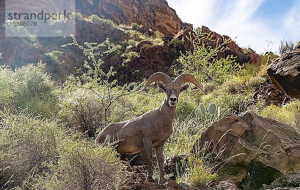 Wüstenbockschaf (Ovis canadensis nelsoni)  männlich  Grand Canyon National Park  Arizona  USA  Nordamerika