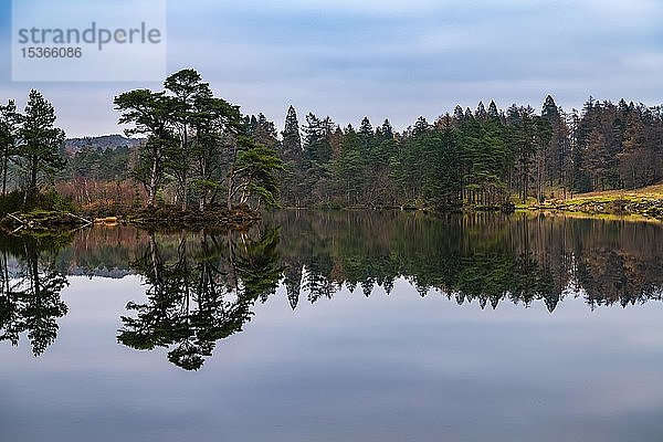 Waldlandschaft mit Spiegelung im See  Herbststimmung  Ambleside  Lake District National Park  Mittelengland  Großbritannien