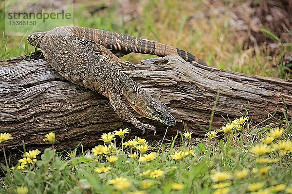 Rosenbergwaran (Varanus rosenbergi)  erwachsen  Futtersuche  Parndana  Kangaroo Island  Südaustralien  Australien  Ozeanien