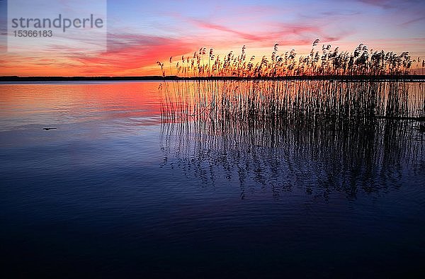 See mit Schilf bei Sonnenuntergang  Plauer See  Mecklenburg Vorpommern  Deutschland  Europa