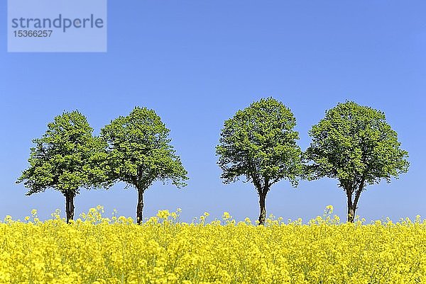 Linden (Tilia)  Baumreihe hinter einem blühenden Rapsfeld (Brassica napus) unter blauem Himmel  Nordrhein-Westfalen  Deutschland  Europa