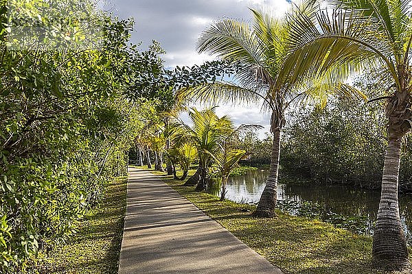 Spazierweg mit Palmen am Wasser  Safari Park  Everglades National Park  Florida  USA  Nordamerika