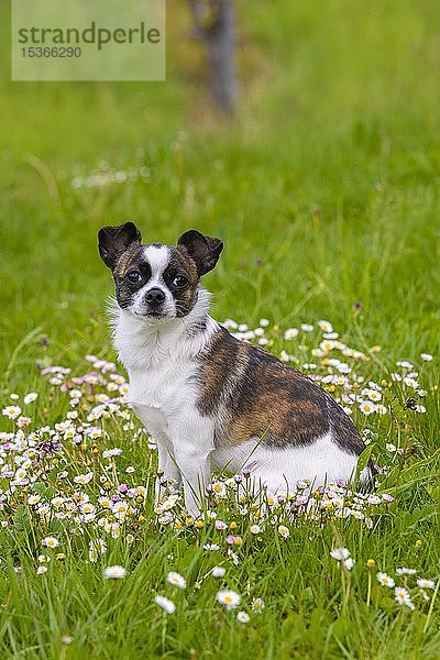 Kleiner Chihuahua-Hund auf Blumenwiese  Deutschland  Europa