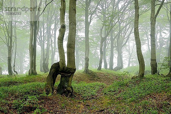 Naturnaher Buchenwald (Fagus) mit zugewachsenen Bäumen  Baumstämme im Nebel  Erzgebirge  Tschechische Republik  Europa