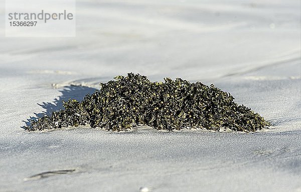 Blasentang (Fucus vesiculosus) am Sandstrand  Insel Isabela  Galapagos-Inseln  Ecuador  Südamerika