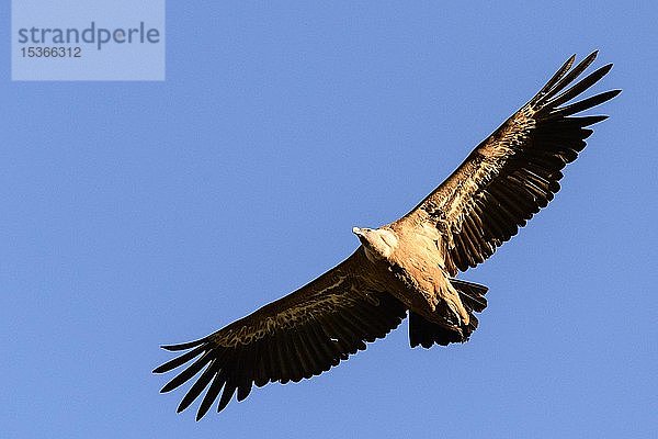 Gänsegeier (Gyps fulvus)  Altvogel im Flug  Nationalpark Monfragüe  Extremadura  Spanien  Europa