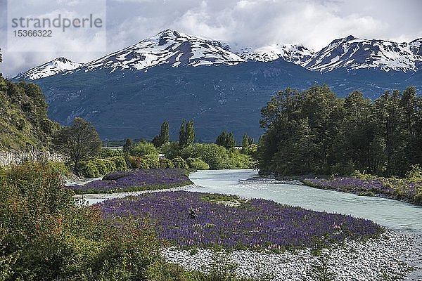 Blaue Lupinen (Lupinus) im Tal des Rio El Canal bei Chile Chico  Región de Aysén  Patagonien  Chile  Südamerika