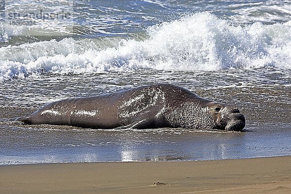Nördlicher See-Elefant (Mirounga angustirostris)  erwachsenes Männchen am Strand  ruhend im Wellensaum  Piedras Blancas Rookery  San Simeon  San Luis Obispo County  Kalifornien  USA  Nordamerika