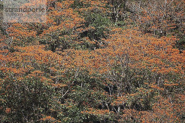 Orange blühende Korallenbäume (Erythrina poeppigiana)  Orosi-Tal  Provinz Cartago  Costa Rica  Mittelamerika