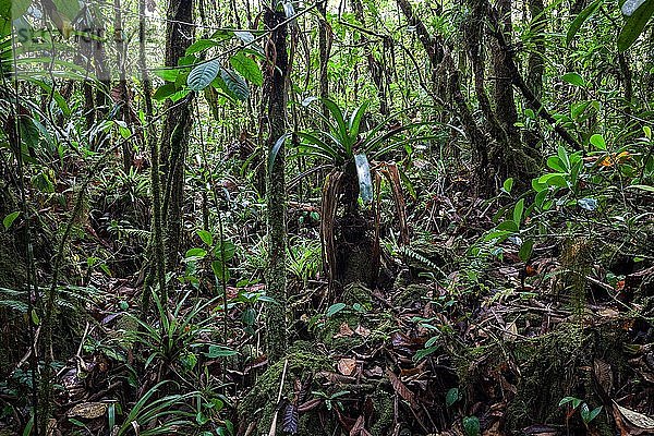 Tropische Vegetation im Regenwald  Nationalpark Volcano Arenal  Parque Nacional Volcan Arenal  Provinz Alajuela  Costa Rica  Mittelamerika