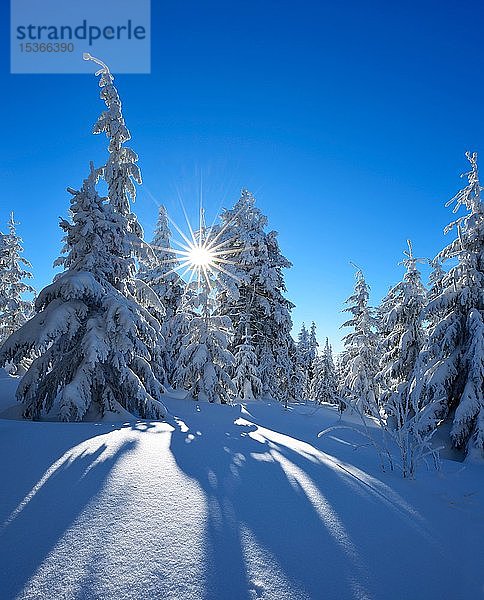 Verschneite Winterlandschaft am Fichtelberg  schneebedeckte Fichten bei strahlendem Sonnenschein  bei Oberwiesenthal  Erzgebirge  Sachsen  Deutschland  Europa