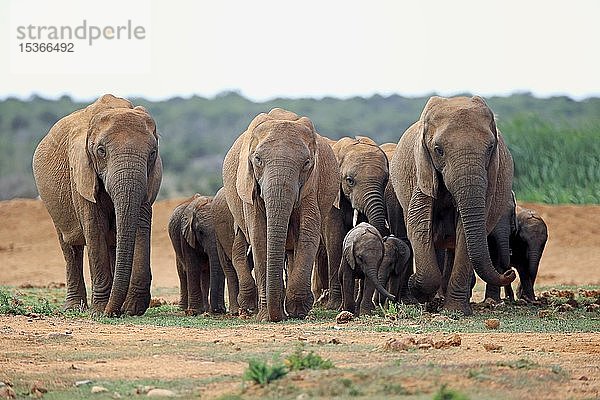 Afrikanische Elefanten (Loxodonta africana)  Herde mit Jungtieren beim Spaziergang  Addo Elephant National Park  Ostkap  Südafrika  Afrika