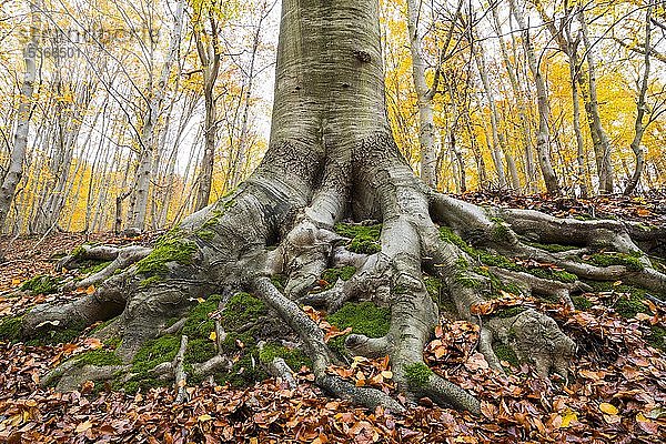 Rotbuche (Fagus sylvatica)  mit Moos bewachsene Baumwurzeln  Herbst  Thüringen  Deutschland  Europa