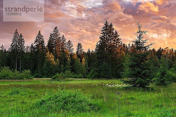 Hochmoor umgeben von Wald bei Sonnenuntergang  bewölkter Himmel  Nationalpark Bayerischer Wald  Bayern  Deutschland  Europa