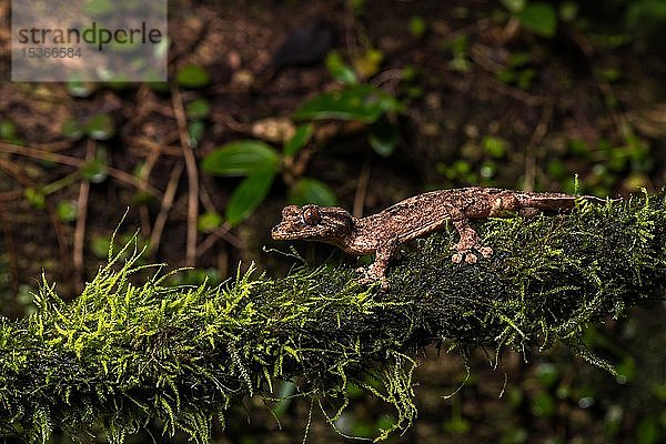 Nachtaktiver Blattschwanzgecko (Uroplatus alluaudi)  Männchen  auf moosbewachsenem Ast  Botanischer Garten Montagne d' Ambre  Nord-Madagaskar  Madagaskar  Afrika