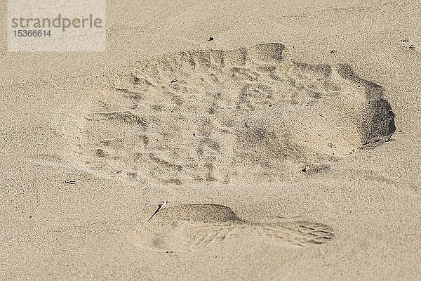 Fußabdruck von Wüstenelefant und Mensch im Sand  Kaokoveld  Namibia  Afrika
