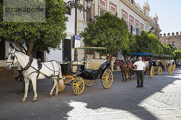 Pferdekutschen auf der Plaza del Triunfo  Sevilla  Andalusien  Spanien  Europa