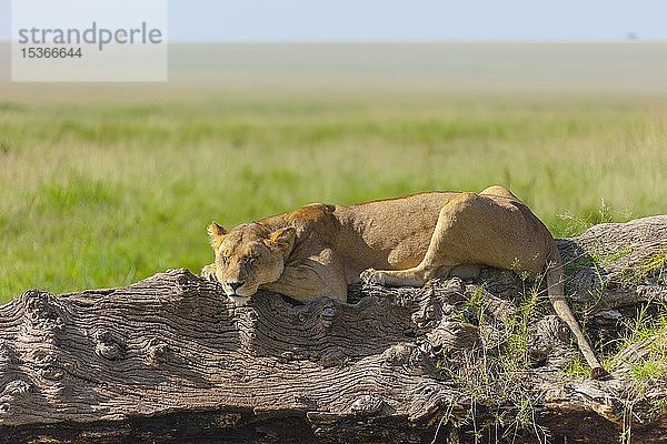 Löwin (Panthera leo)  ruhend auf einem toten Baum  Masai Mara National Reserve  Kenia  Afrika