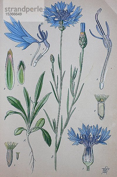 Kornblume (Centaurea cyanus)  historische Illustration von 1885  Deutschland  Europa