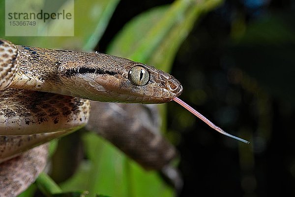 Braune Baumschlange (Boiga irregularis)  herausgestreckte Zunge  Nordsulawesi  Sulawesi